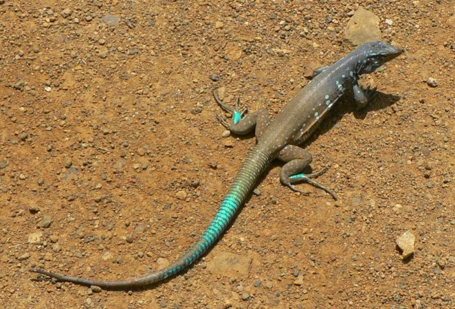 27- Lezard de Bonaire 